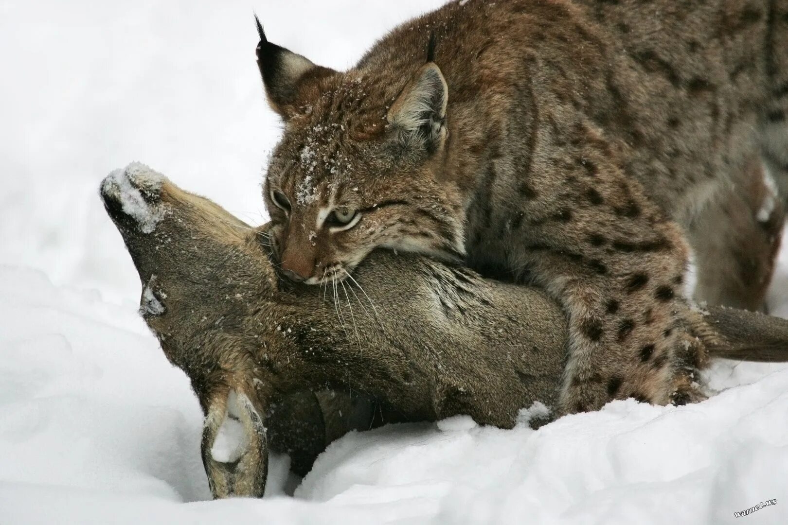 Обыкновенная Рысь. Рысь обыкновенная с рысятами. Lynx Lynx Евразийская Рысь. Евроазиатская (обыкновенная) Рысь. Хищники становятся добычей