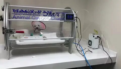 Кислород для животных