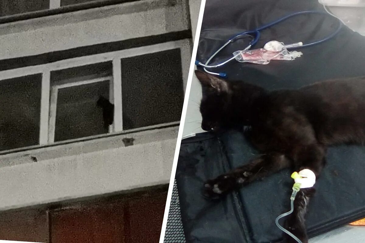 Кошка взорвалась. Кот застрял в окне. коты застревают в окнах. кошка падает. кошка застряла в окне.