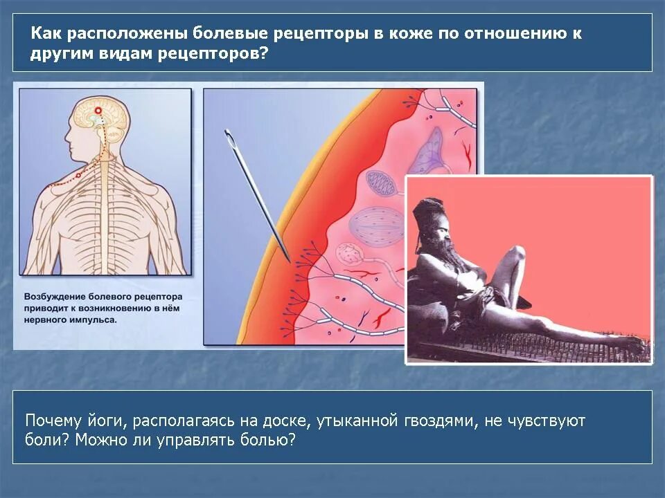 Болевой анализатор расположение рецепторов. Боль, болевые рецепторы. Болевые рецепторы располагаются. Строение болевого рецептора.