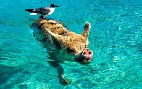 Животное в море плавает