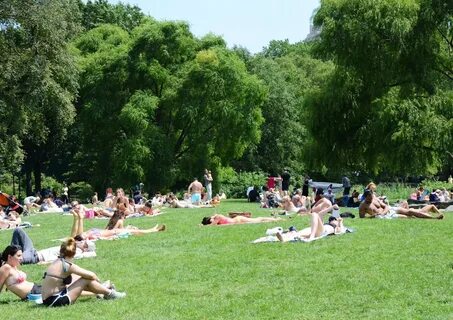 Literally, thousands of people sunbathing in Central Park. 