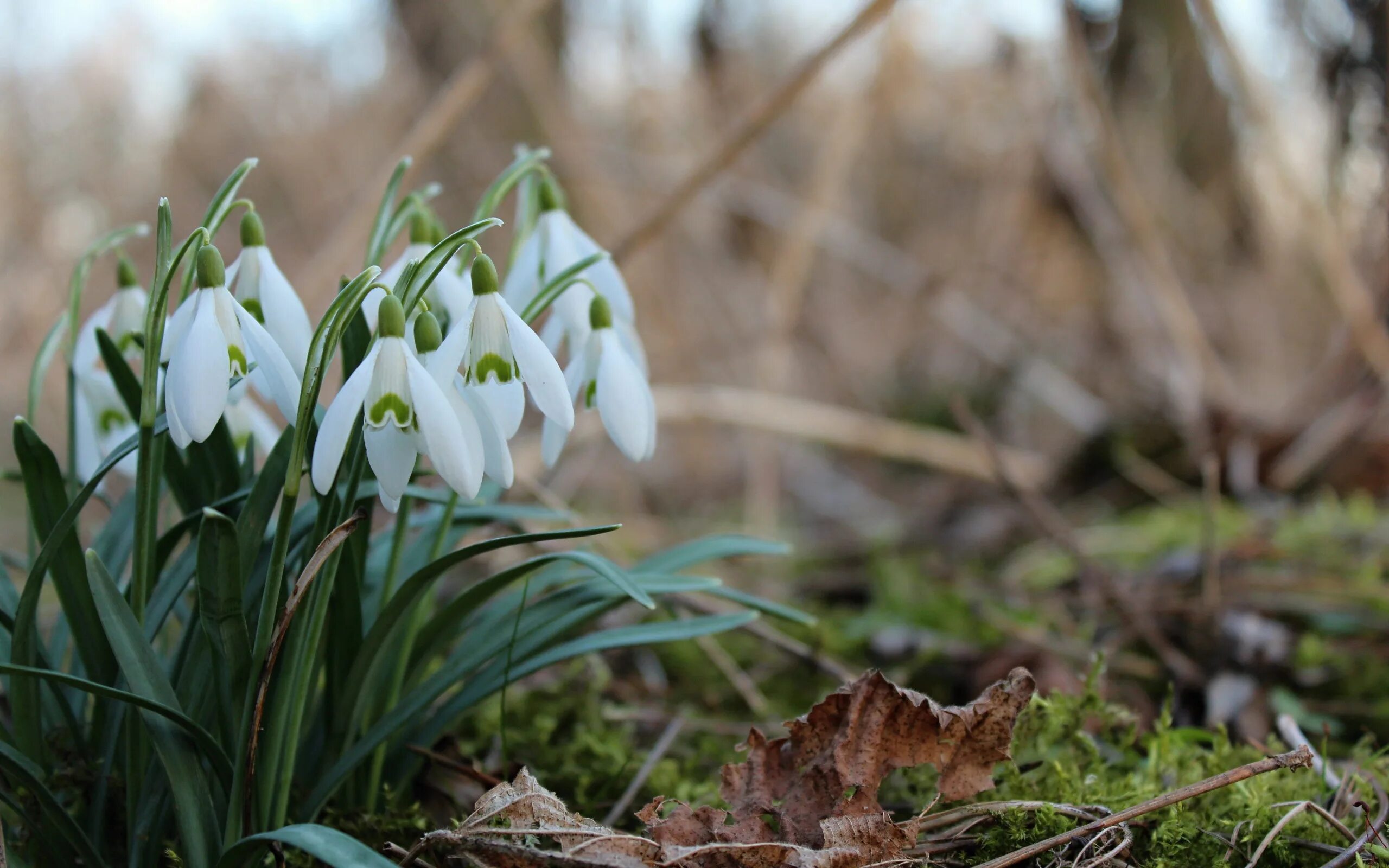 Подснежник узколистный. Пролеска крокус галантус. В лесу расцвел. Март природа. Первые цветы весны пролески подснежники.