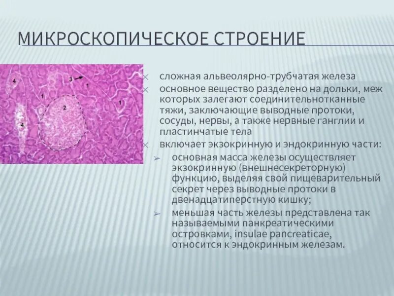 Клетки Лангерганса и Меркеля. Клетки Лангерганса гистология. Клетки Лангерганса в коже. Строение клетки Лангерганса кожи. Пластинчатые тела