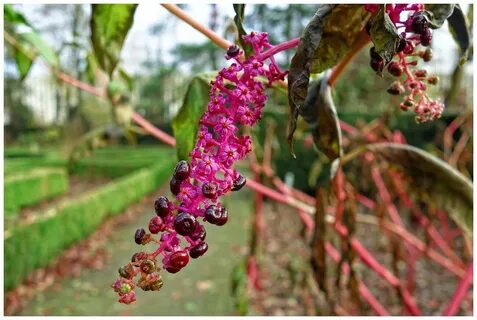 Poison plant