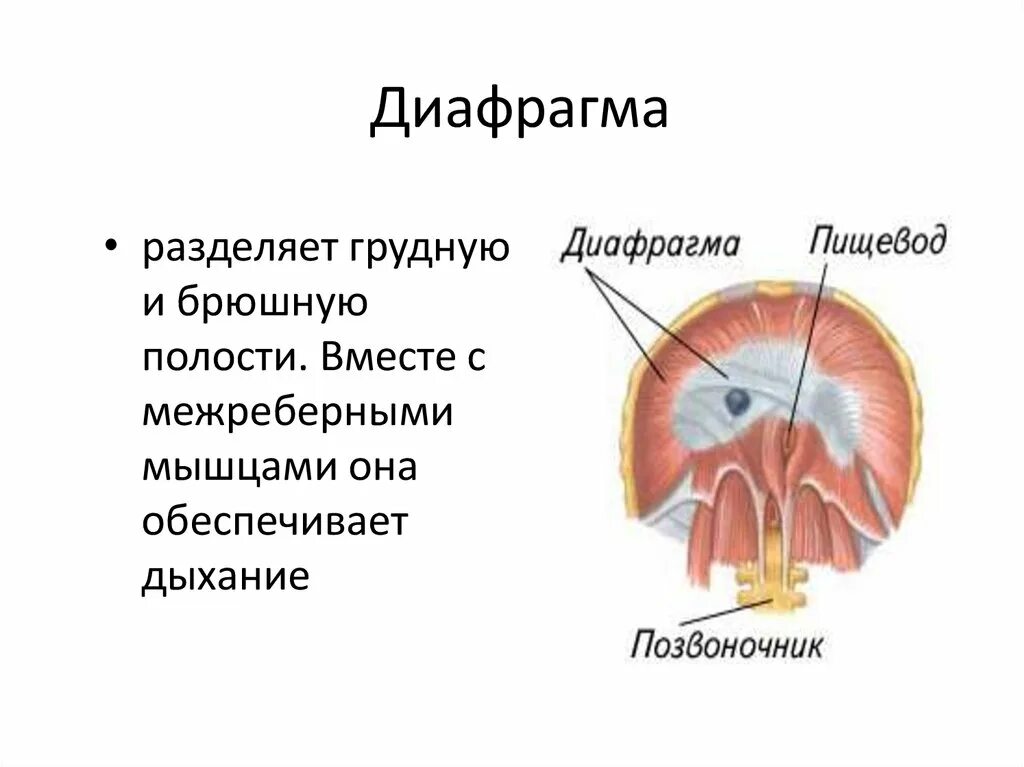 Выполняет функцию диафрагмы. Диафрагма анатомия человека. Диафрагма анатомия функции. Дыхательная диафрагма анатомия. Диафрагма строение и функции.