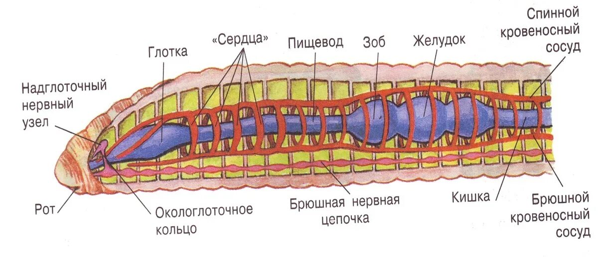 Кольчатые черви внутреннее строение. Продольный разрез тела кольчатого червя. Внутреннее строение кольчатых червей. Сисистема органов кольцатых черве.