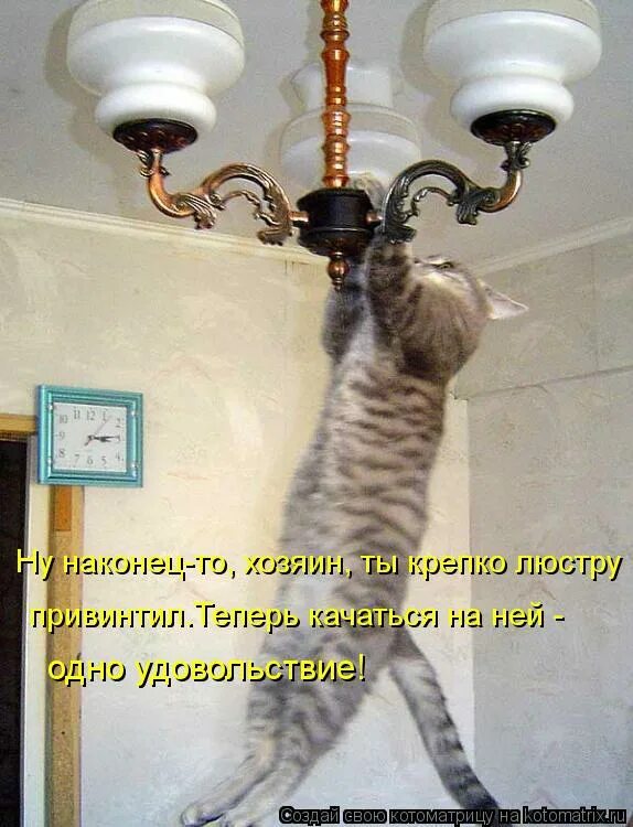 тискать кота. хозяин трогать. прикольные кошки с надписями. хозяин трогать. котики рулят.