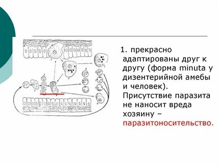 Локализация дизентерийной амебы в организме человека