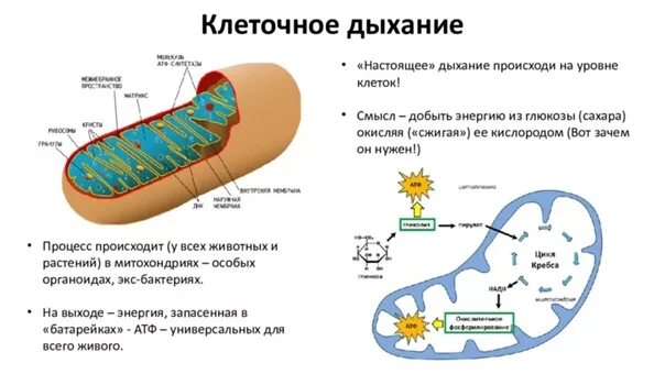 Схема клеточного дыхания в митохондриях. Клеточное дыхание Матрикс митохондрий. Схема кислородного этапа клеточного дыхания. Схема клеточного дыхания в митохондриях ЕГЭ.