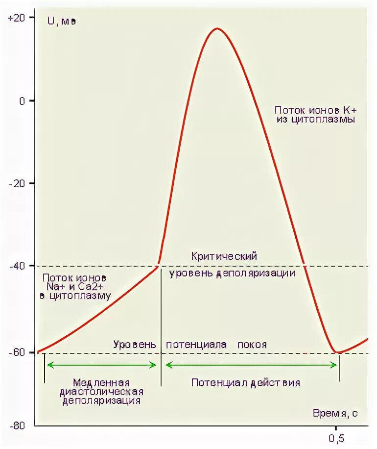 Пд клетки. Потенциал действия атипичных кардиомиоцитов. Фазы потенциала действия атипичного кардиомиоцита. График потенциала действия атипичных кардиомиоцитов. Фазы потенциала действия са узла.