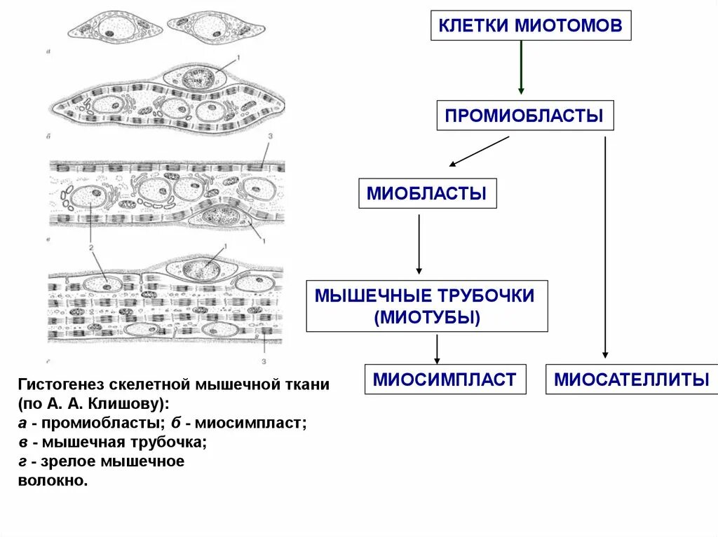 Гистогенез мышечной ткани. Этапы гистогенеза скелетной мышцы схема. гистогенез поперечно полосатой мышечной ткани. регенерация мышечной ткани схема. стадии развития скелетной мышечной ткани.