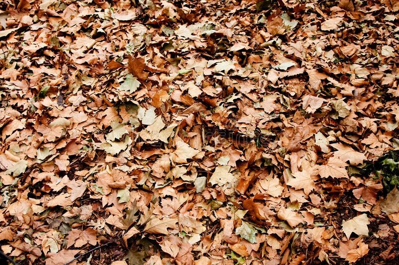 The browns leave. Куча сухих листьев. Коричневая сухая земля. Мертвые листья. Leaves on the ground.