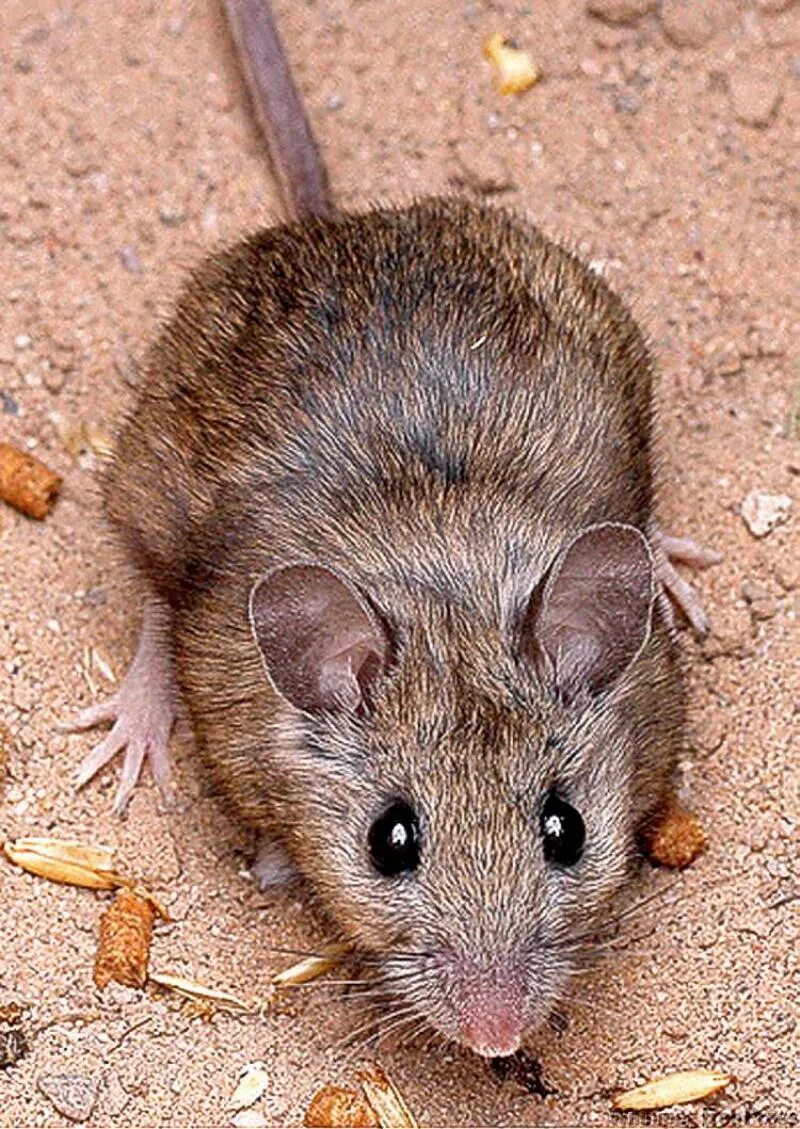 Коричневые мыши. Коричневая мышь. Коричневый мышонок. Fare английский. Peromyscus leucopus.