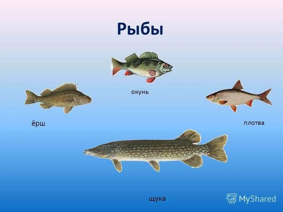 Окунь Ерш плотва щуки. Щука Карп сом карась окунь Ерш. Щука плотва окунь. Ерш окунь щука.