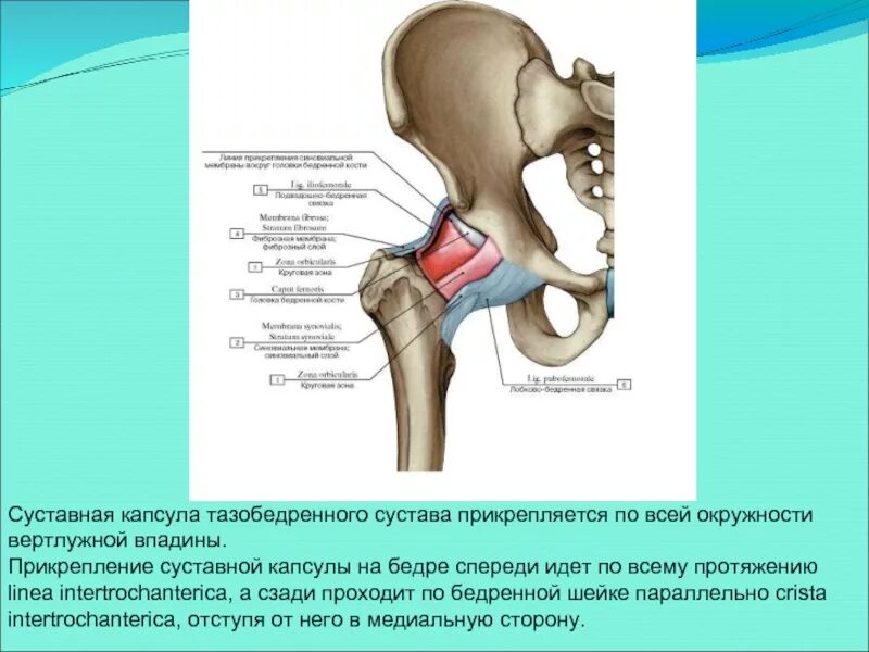 Тип соединение бедренной кости. Анатомия тазобедренного сустава кости. Капсула тазобедренного сустава анатомия. Синовиальные сумки бедренной кости. Zona orbicularis тазобедренного сустава.