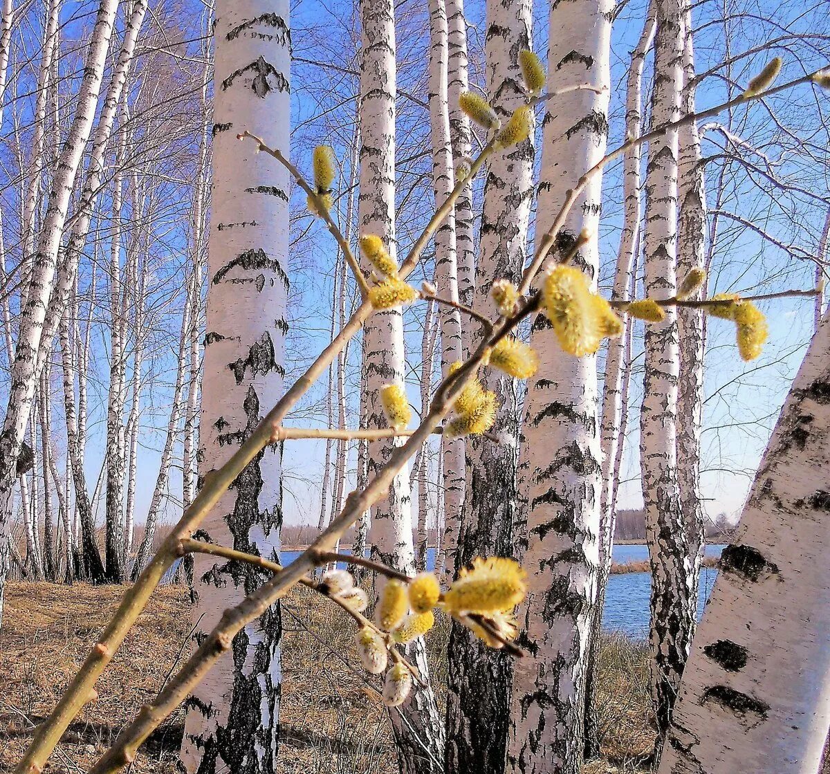 Юный апрель