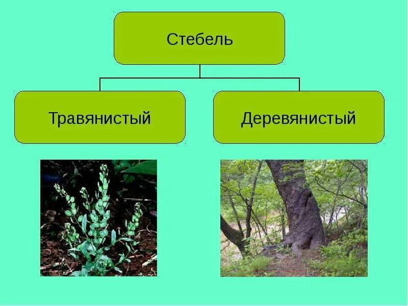 Травянистые стебли растения характерны для. Травянистые стебли растения характерны для. Разнообразие стеблей. Типы стеблей травянистые и деревянистые. Растительность: невысокие травянистые растения.
