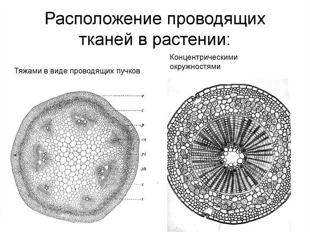 Местоположение проводящий. Проводящая ткань расположение. Проводящая ткань растений. Проводная ткань растений. Строение проводящих тканей растений.