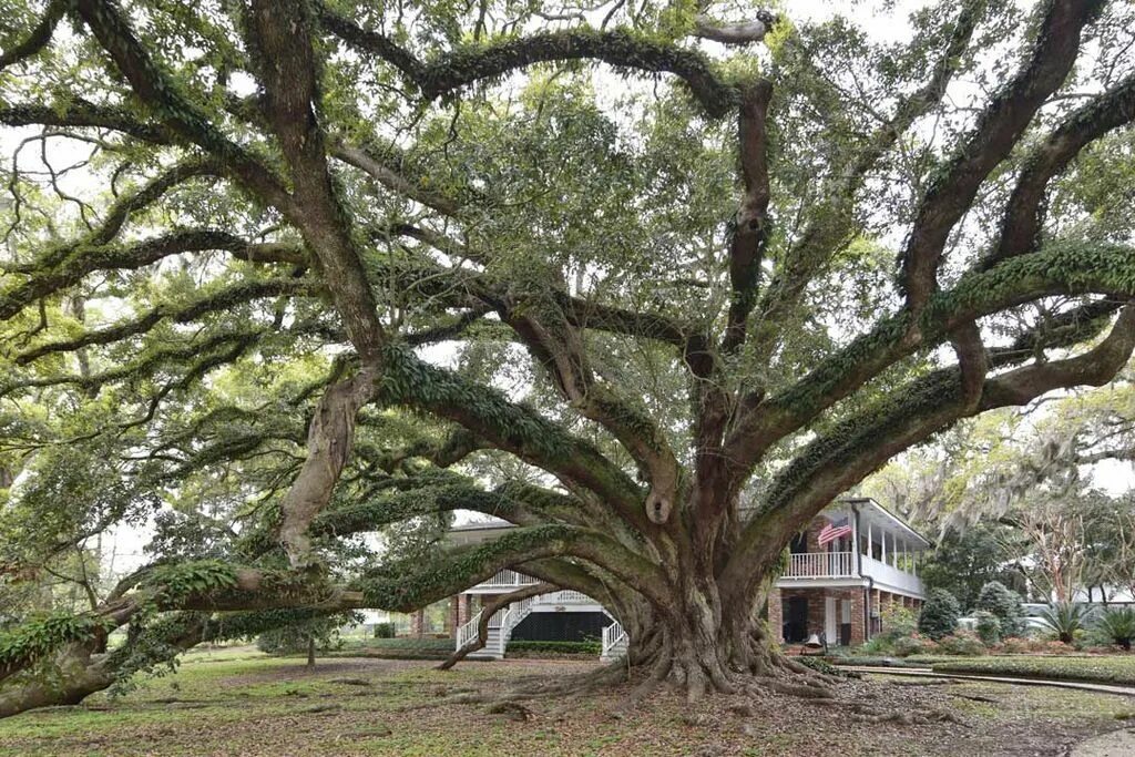 Tree sisters