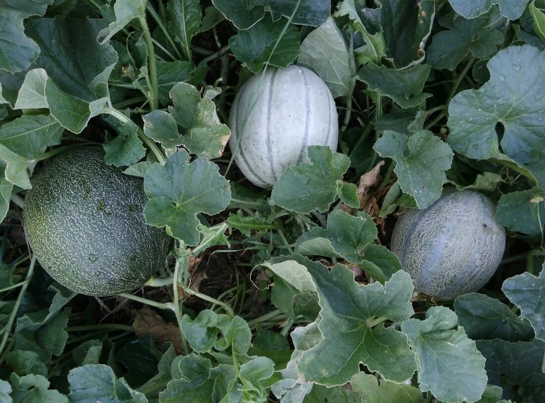 Дыня шаранте. Дыня cucumis melo. канталупа (растение) бахчевые культуры. дыня черный принц. сорт дыни черный принц.