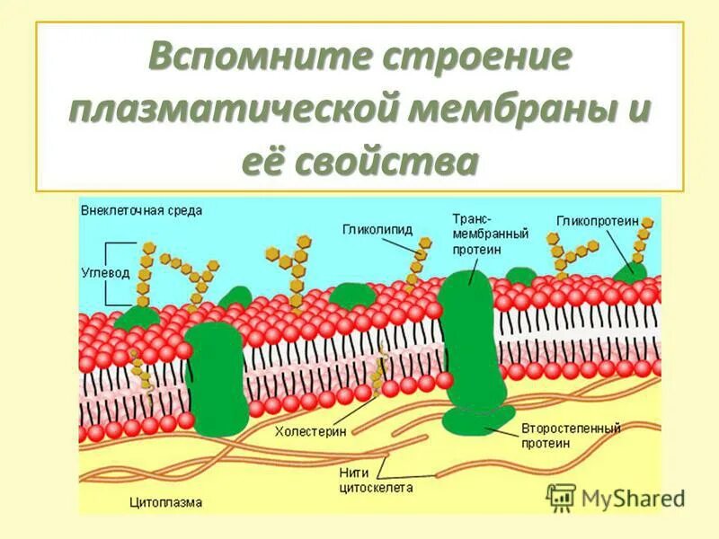 Строение и функции плазматической мембраны. Строение и функции плазматической мембраны