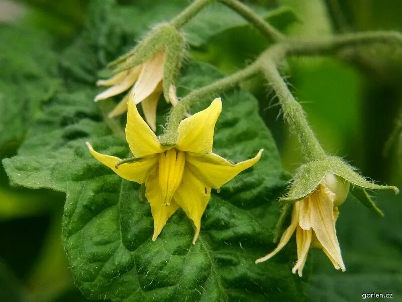 Соланум ликоперсикум. Паслен трехцветковый (Solanum triflorum. Паслёновые Паслёновые. Растения семейства пасленовых с желтыми цветочками. Покрытосеменные пасленовые двудольные паслен черный паслен