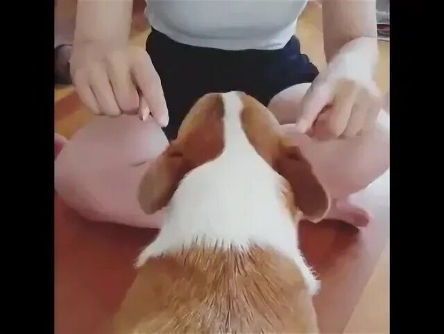 Финт ушами