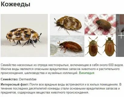 Кожееды опасны для человека