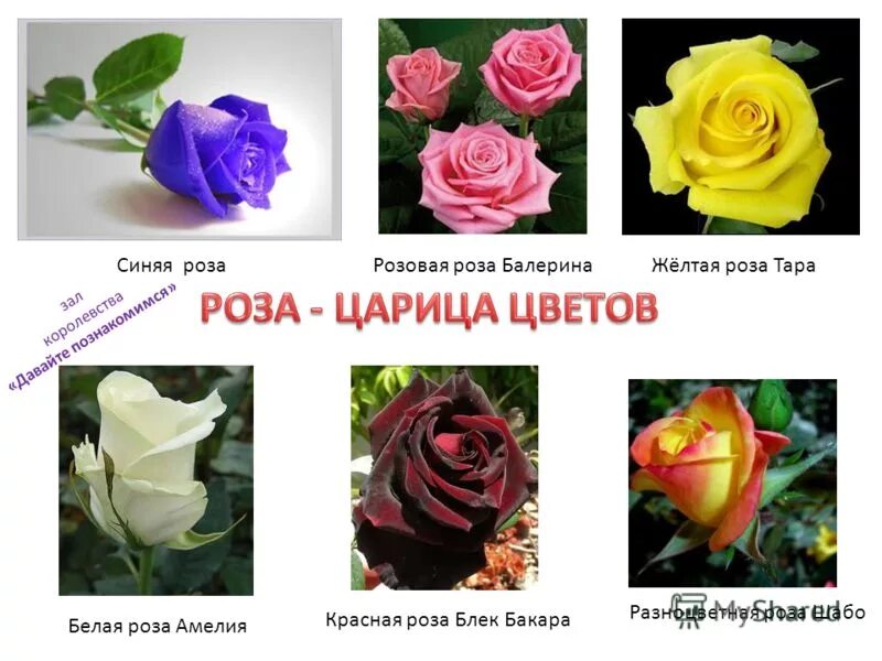 интересные факты про розу. роза информация для детей. факты о розе. интересные факты про розу. описание цветка розы.