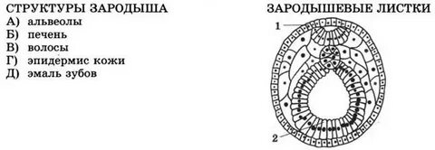 Установите соответствие между тканями и зародышевыми листками