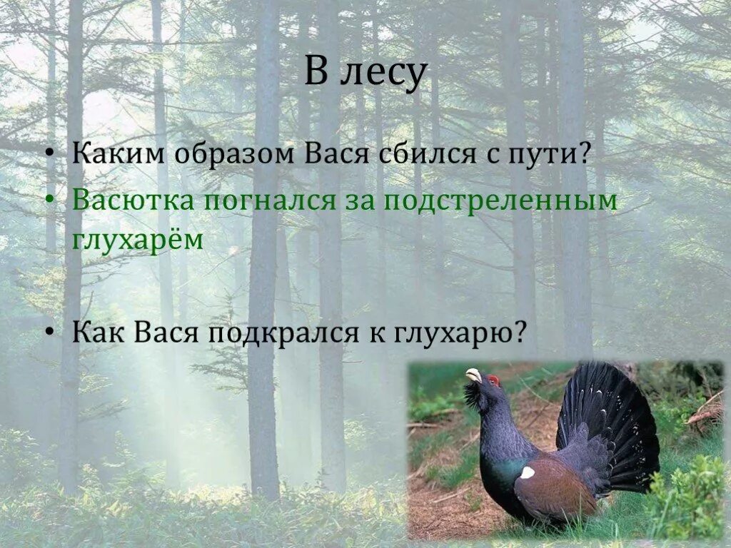 Как прислушивался к лесным звукам васютка