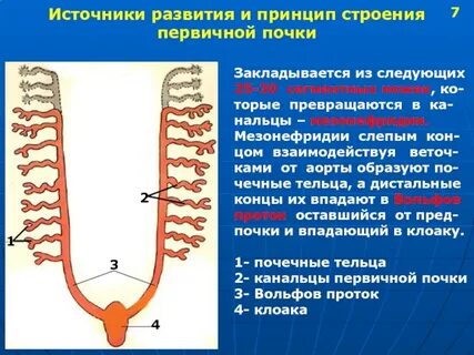 Почечные источники