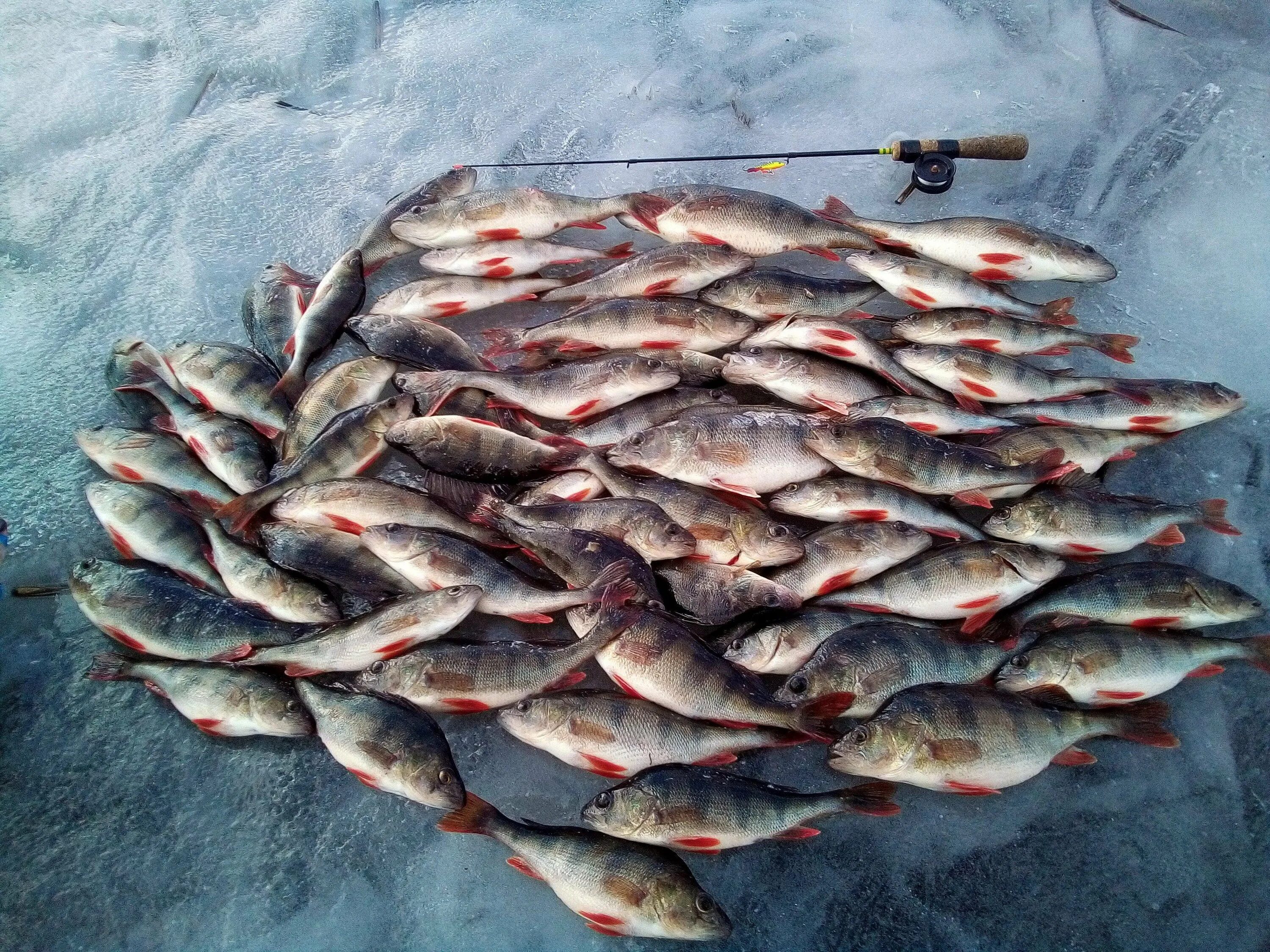 Рыбалка. Рыбалка зимой в Подмосковье. Рыбачье место. Зимняя рыбалка в Рязани. Рыбалка вк рязань