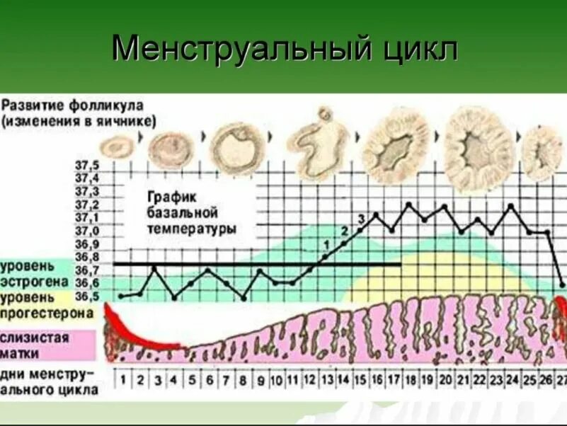 Как измерить базальную