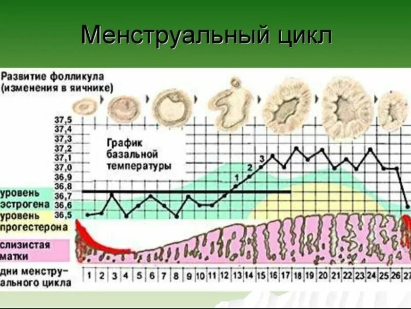 Вес во время овуляции. График базальной температуры менструационного цикла. Базальная температура менструационного цикла. Диаграмма менструационного цикла. Температурный график менструального цикла.