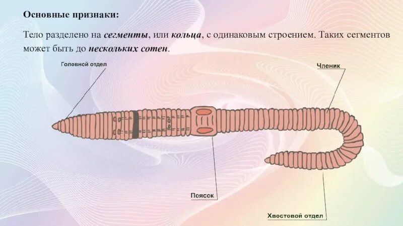 Кольчатые сегментация