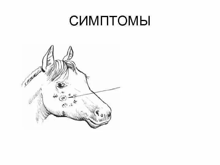 Сап лошадей это. Возбудитель сапа лошадей.