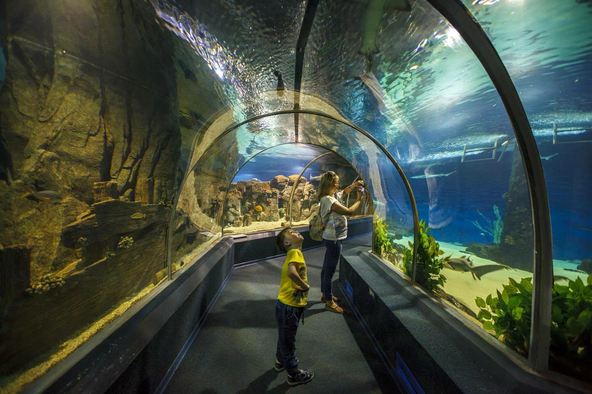 Океанариум discovery world. Океанариум Дискавери Адлер. Океанариум Сочи Адлер. Сочи аквариум Дискавери. Океанариум Сочи Дискавери ворлд аквариум.