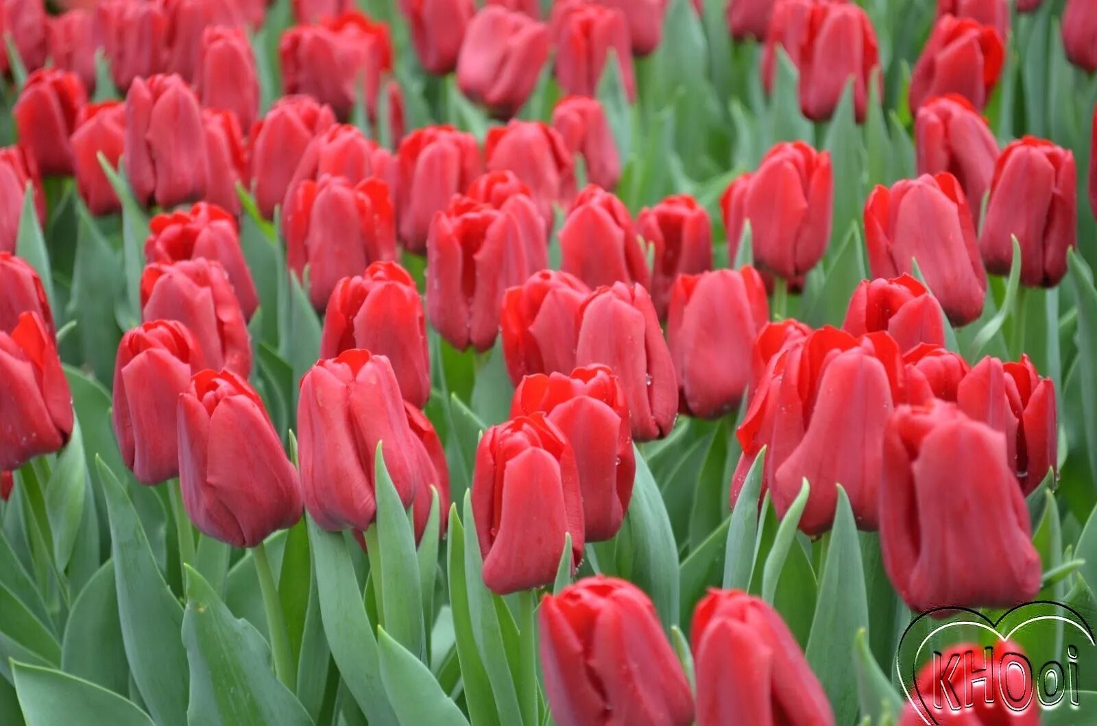 тюльпан версаче выгонка. теплица для выгонки тюльпанов. теплицы лаврики тюльпаны. выгонка тюльпанов луковицами в голландий. теплица тюльпан макси.