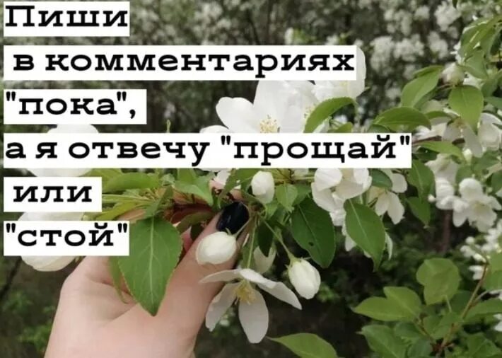 Напишу прощай. Напиши мне стой или прощай пока. напиши пока а я отвечу стой. напиши пока. пиши пока а я отвечу стой или прощай.