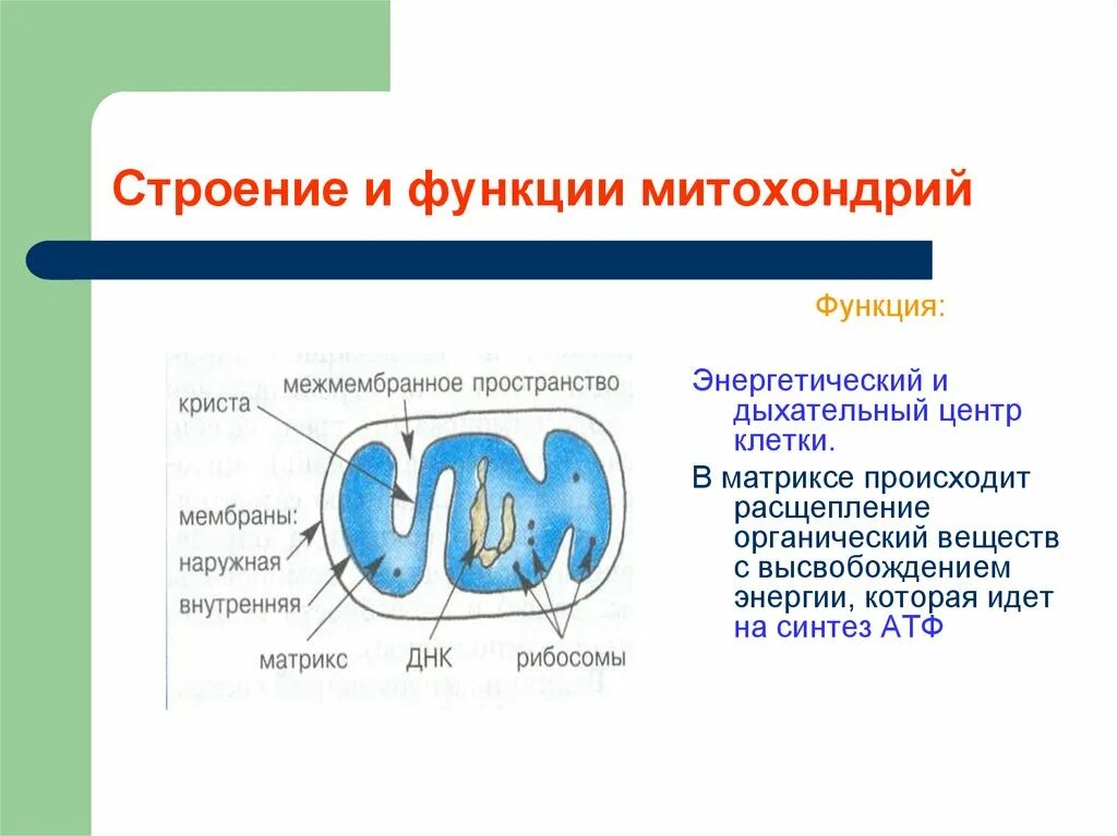 Митохондрии их структура и функции. Митохондрии строение и функции. Строение митохондрии и ее функции. Метахонлрии строение функции. Митохондрии структура и функции.