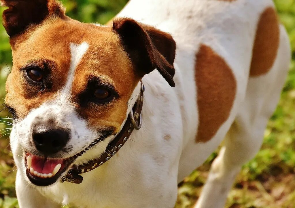 Джек рассел собака. Jack russell terrier. Джек рассел. Агрессивный джек рассел. Агрессивный джек рассел.