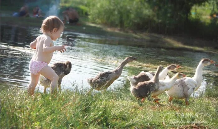 Ой мама гоняли с ней на речку. Гуси и мальчик. Гусь для детей. Гуси в деревне. Дети и гуси в деревне.