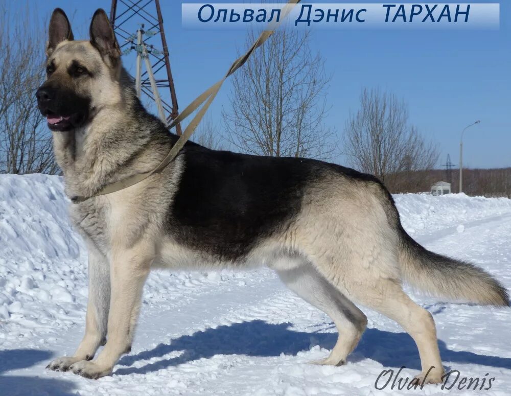 русско европейская овчарка. как называется восточная европейская. вео восточно-европейская овчарка. вео овчарка. как называется восточная европейская.