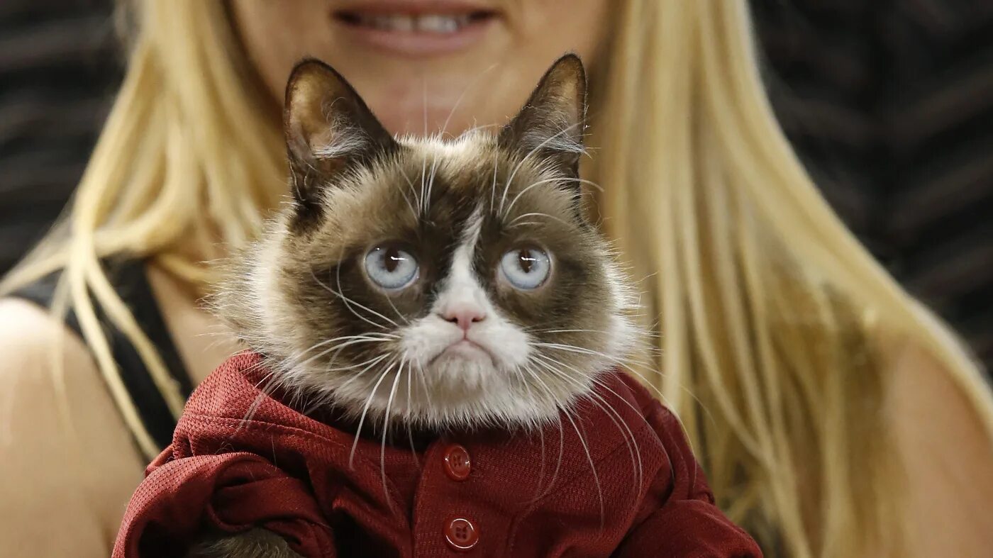 Включи кэтс. Красивые фото Grumpy Cat. Кадры из Рождества сердитой кошки.