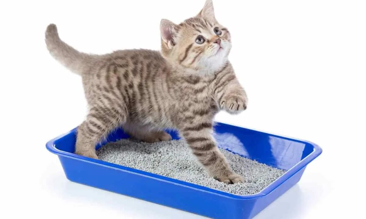 Какой наполнитель выбрать для котенка. Наполнитель для лотка. лоток для котят. кошачий лоток с наполнителем.