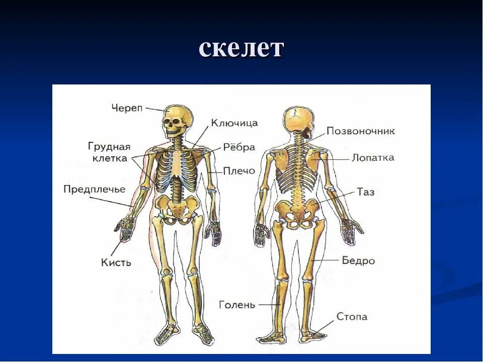 Скелет человека с названием костей 4 класс. Скелет человека спереди 4 класс. Кости скелета человека 3 класс окружающий мир. Строение костей человека 4 класс. Строение скелета человека начальная школа.