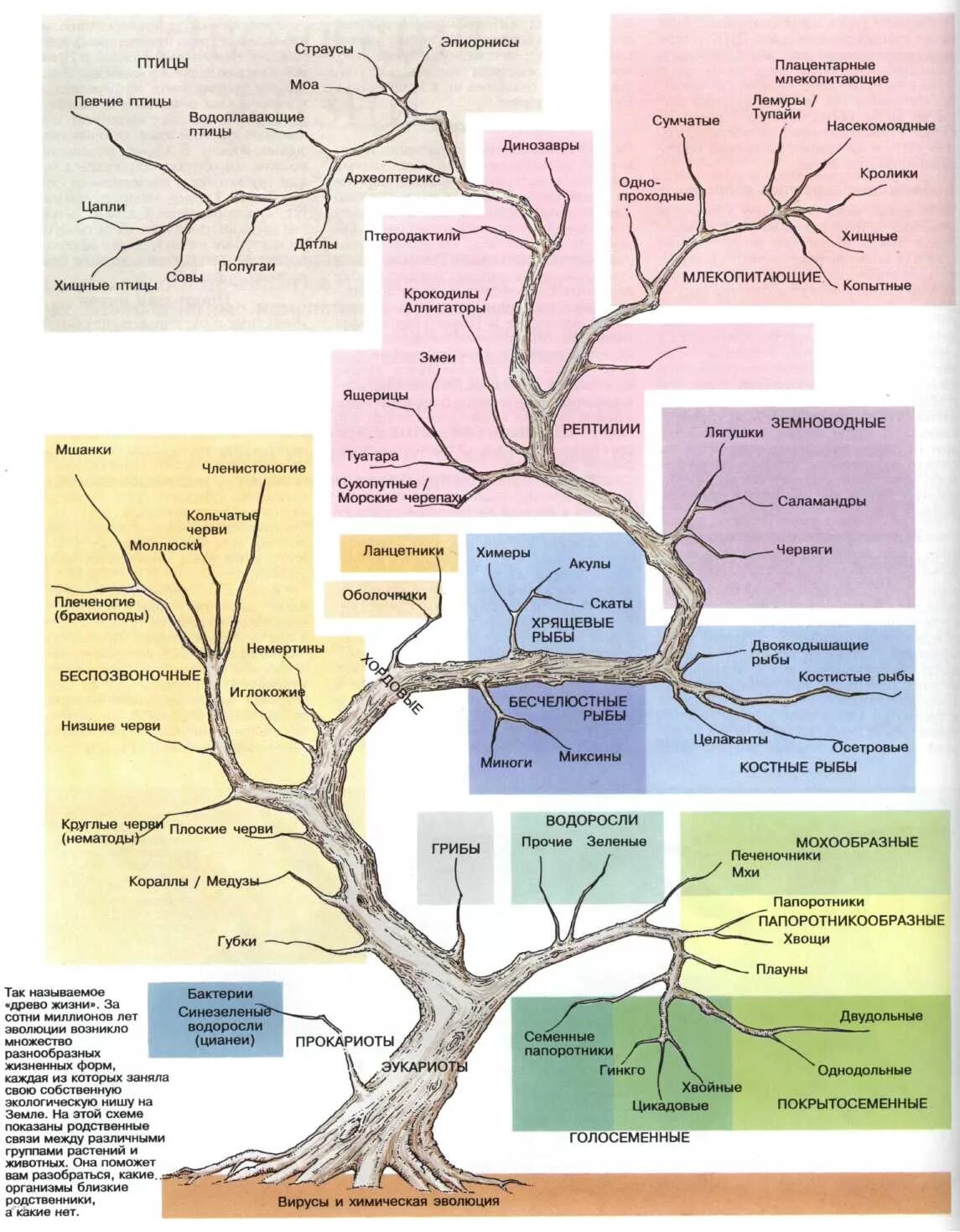 Схема эволюционного древа. Филогенетическое Древо высших растений. Древо развития жизни на земле. Древо эволюции живых организмов.