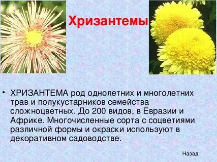 Многолетнее травянистое растение семейства сложноцветных